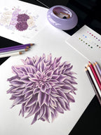 Purple Dahlia and bouquet in color pencil