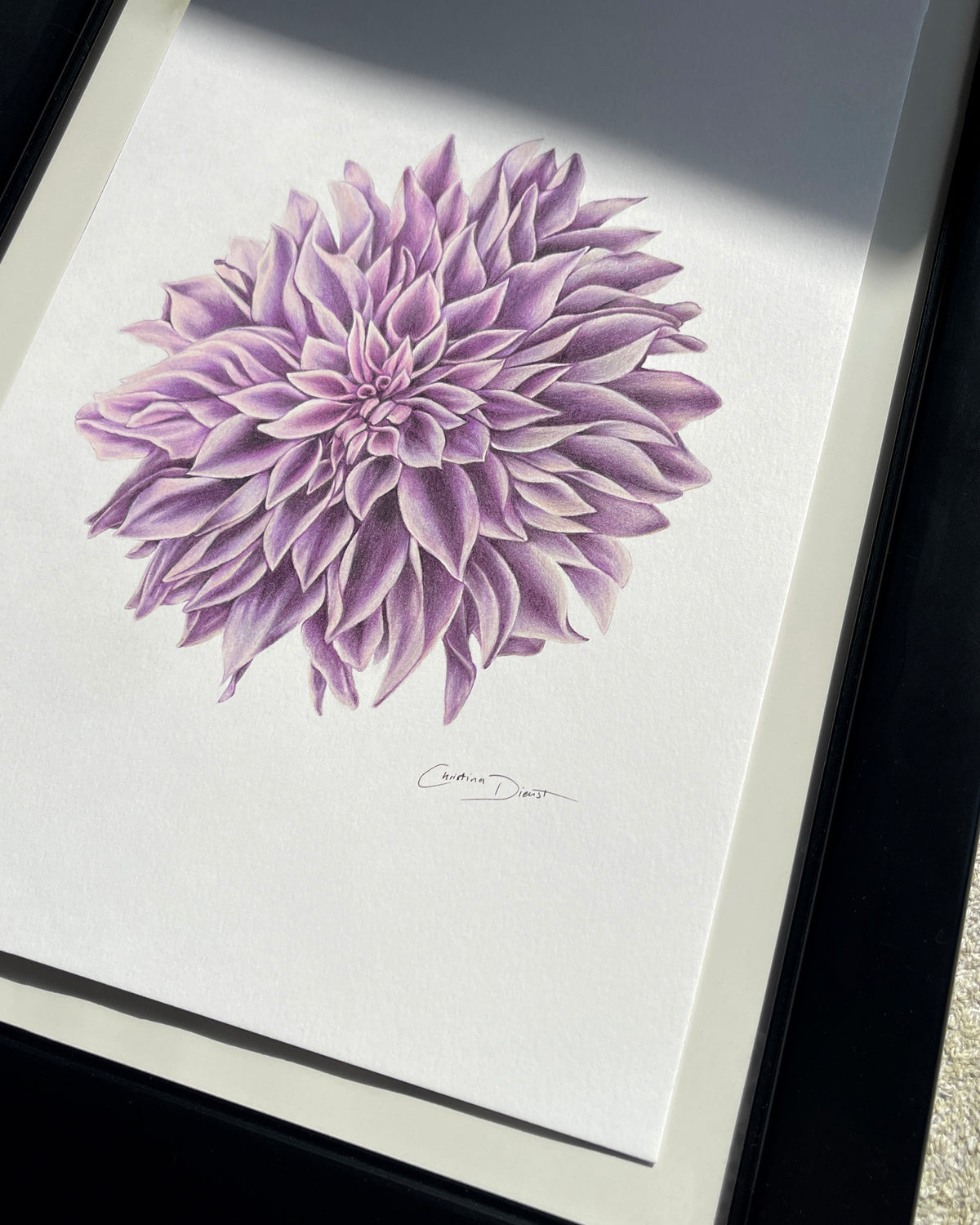 Lavender Dahlia