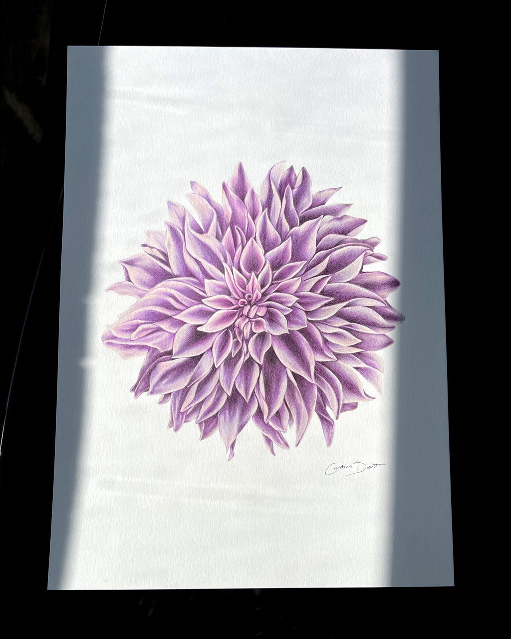 Lavender Dahlia