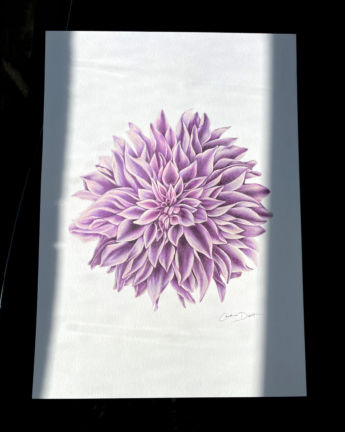 Lavender Dahlia