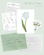 4th Edition: White Tulip