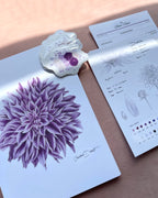 Floral-themed print club set including a dahlia art print, sticker and a light purple envelope.