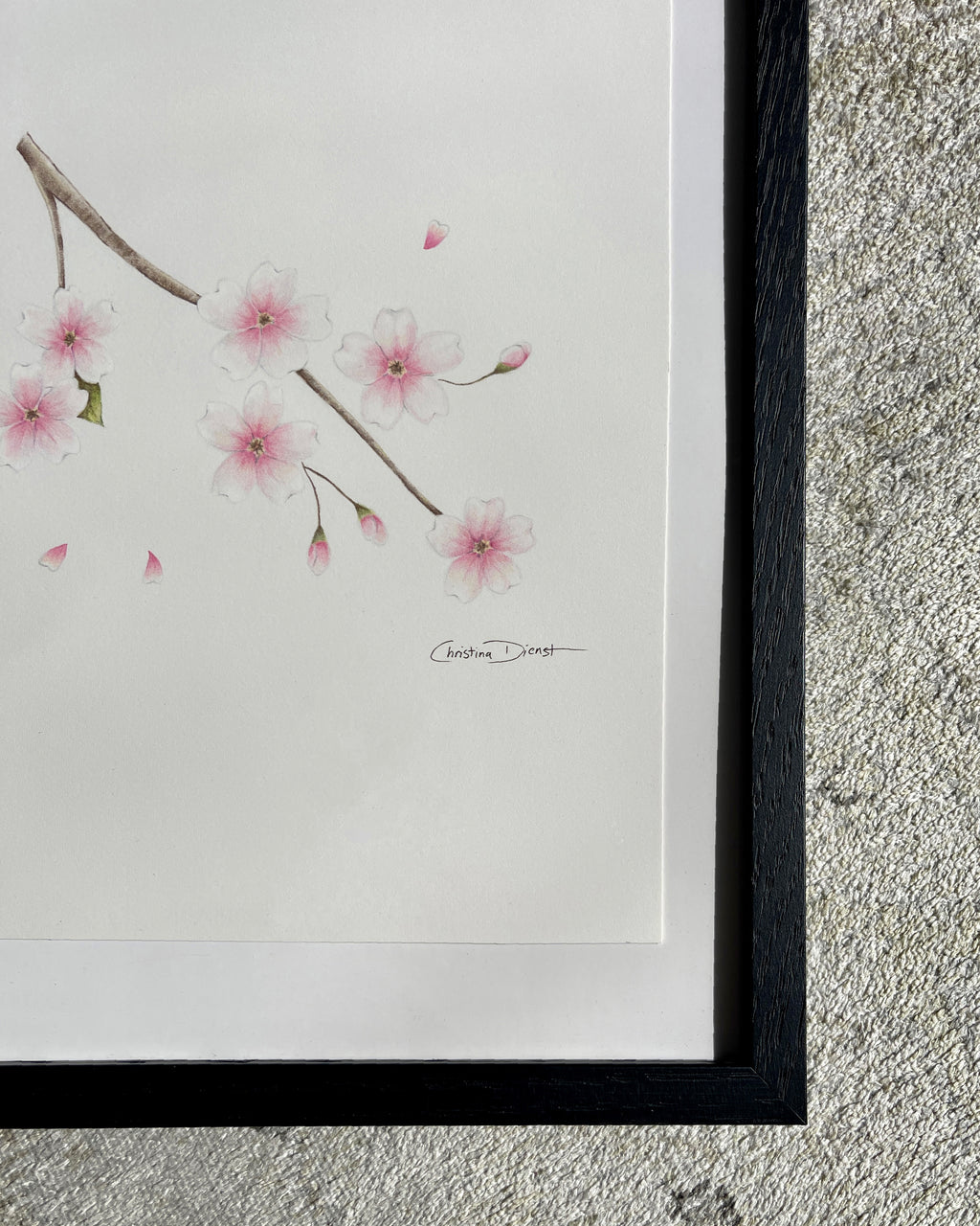 Framed artwork of a cherry blossom color pencil drawing