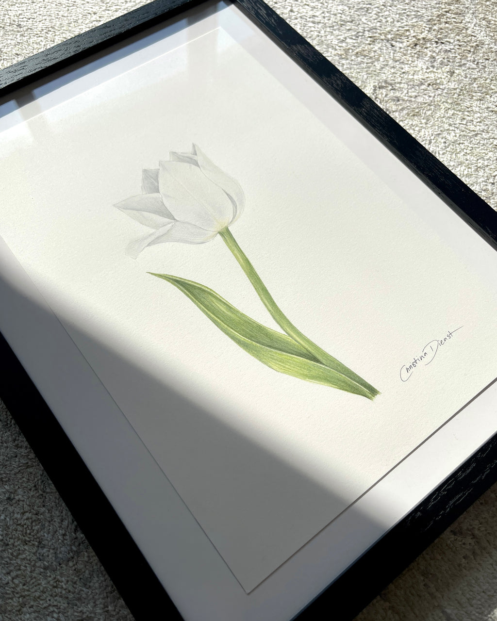 Framed artwork of a tulip color pencil drawing