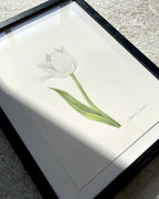 Framed artwork of a tulip color pencil drawing
