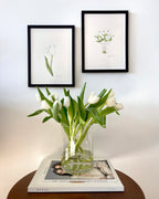 2 framed artworks of tulip color pencil drawings