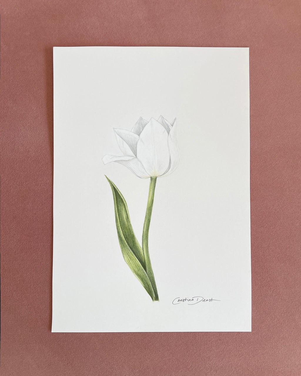 Tulip color pencil drawing