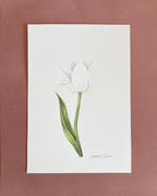 Tulip color pencil drawing