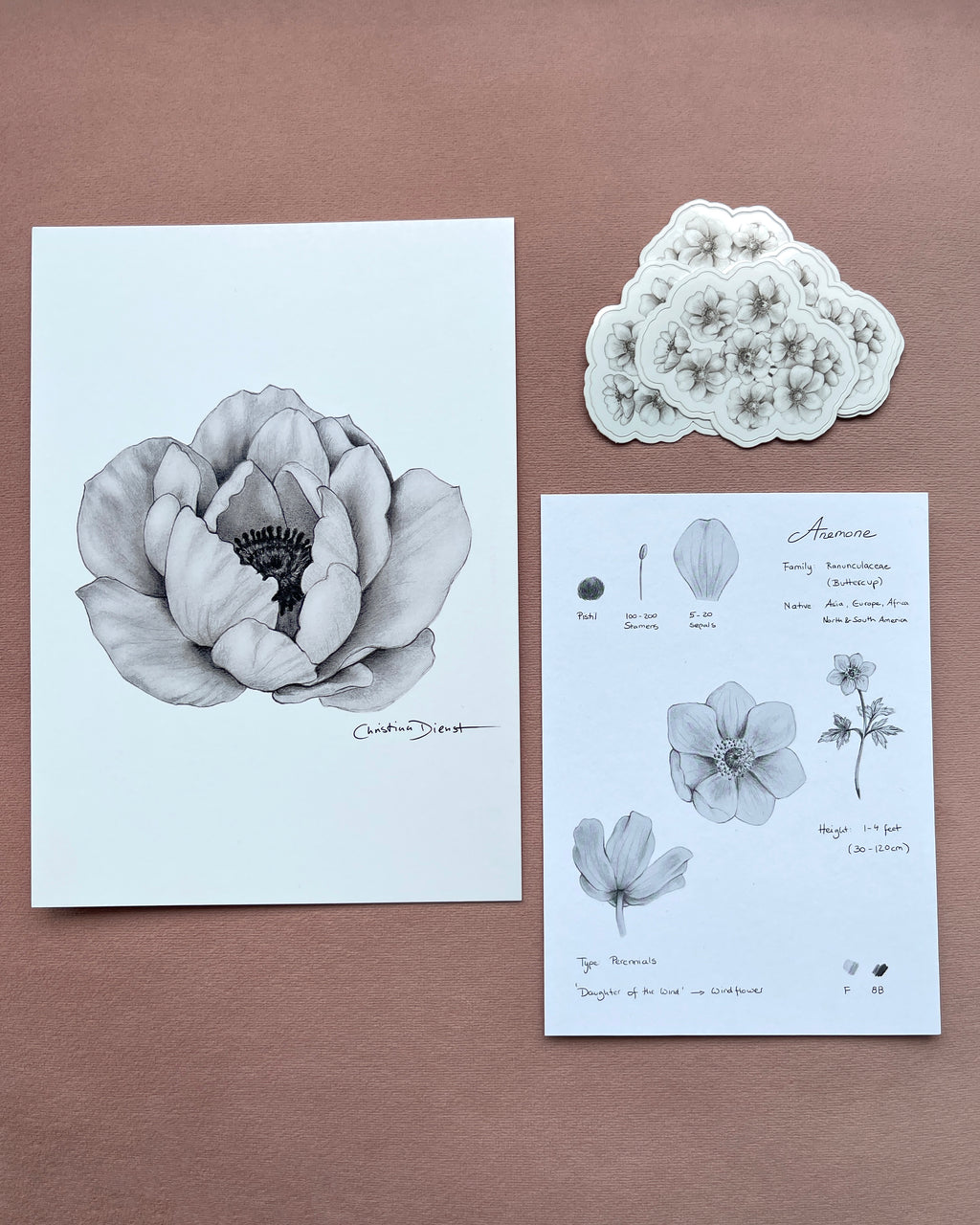 6th Edition: Anemone