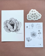 6th Edition: Anemone