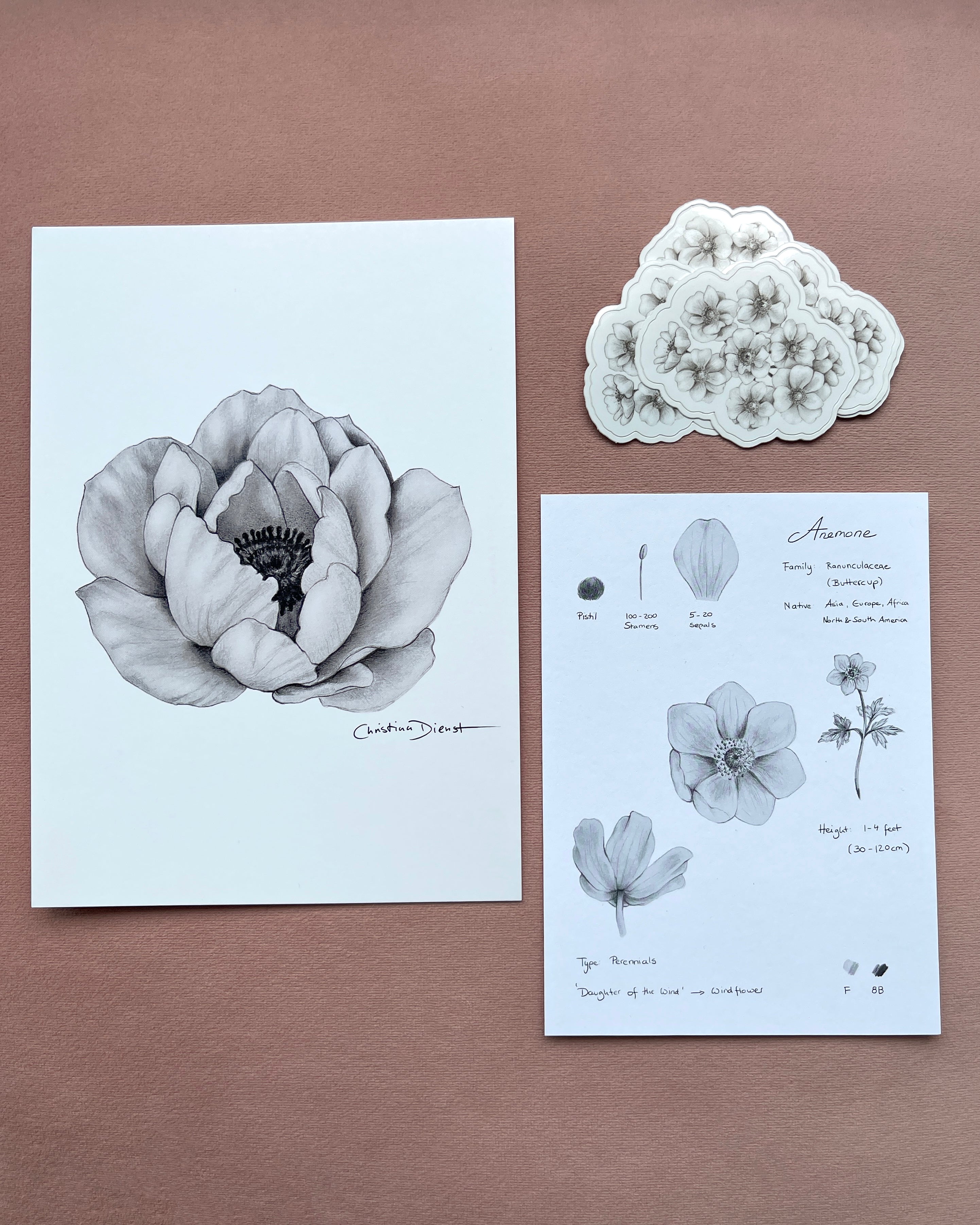 6th Edition: Anemone
